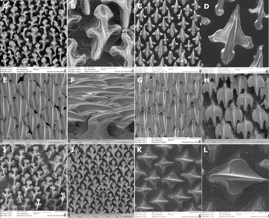 A twelve-panel electron-microscope plate of dogfish shark dermal denticles from different body regions, each panel carrying an instrument data bar.
