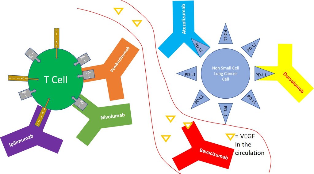 A diagram showing antibody drugs, among them nivolumab and ipilimumab, binding receptors on a T cell and on a non-small cell lung cancer cell.