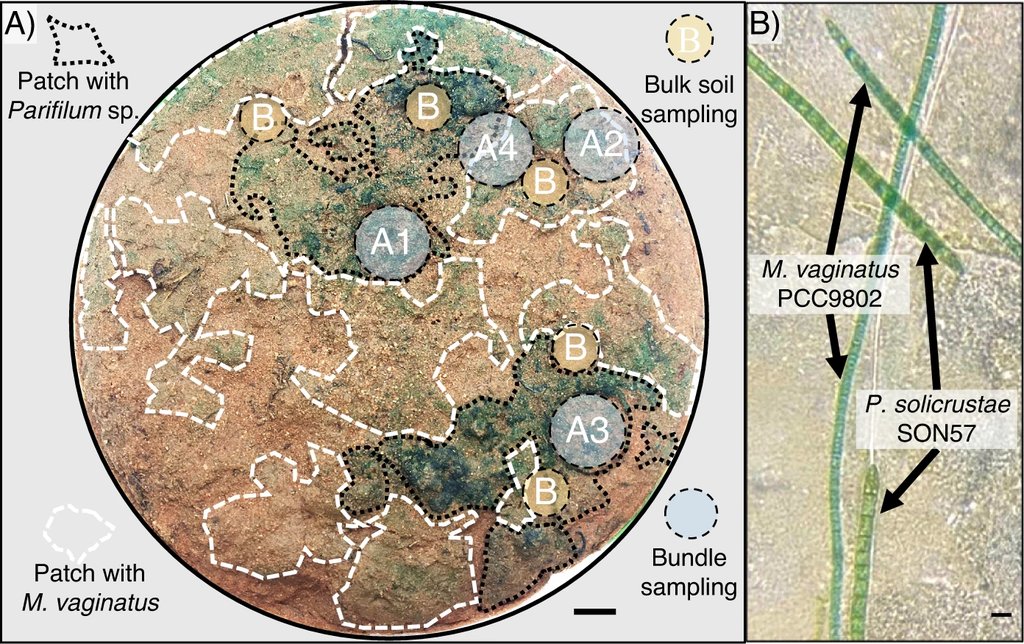 A round biocrust sample photographed from above with patches outlined and labeled, beside a close view of green cyanobacterial filaments.