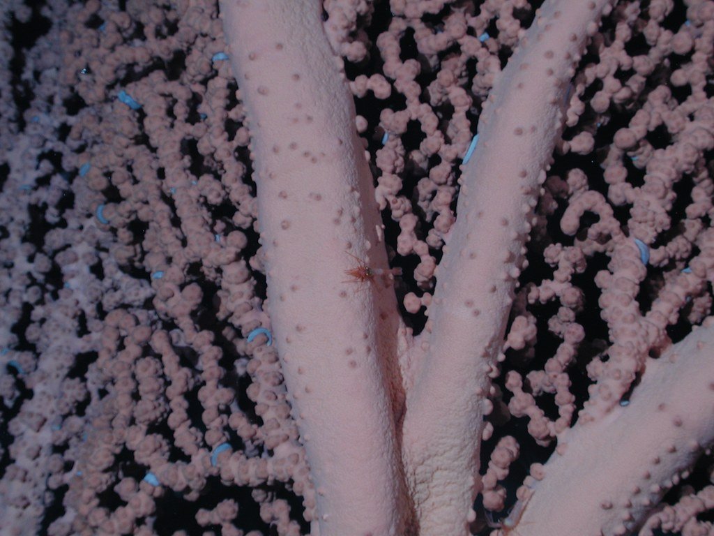 Close view of the thick pale trunk and knobbly polyp-covered branches of a bubblegum coral, with a small shrimp resting on the trunk.
