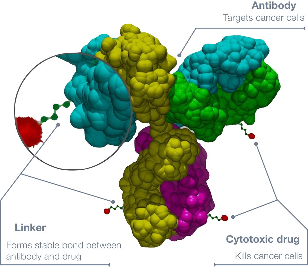 Labeled molecular model of an antibody-drug conjugate, showing the Y-shaped antibody, the linkers attached to it and the small red drug molecules they carry.