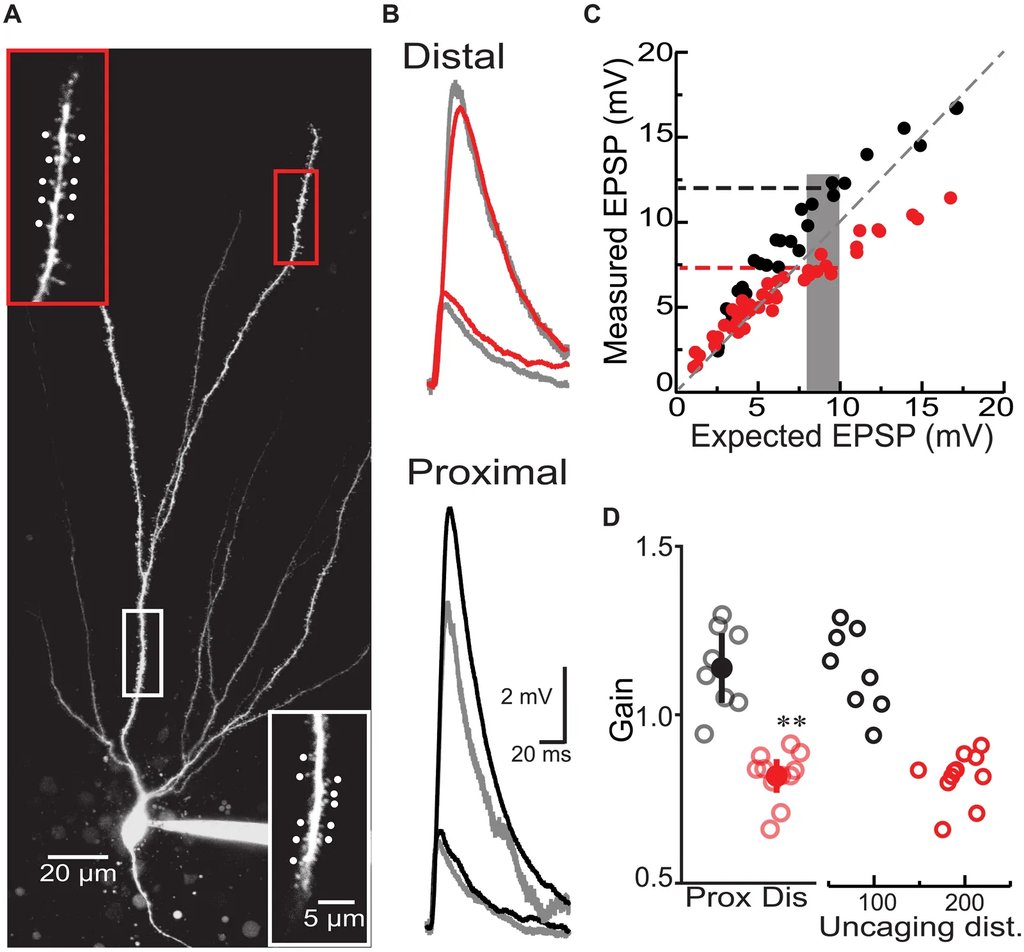 A mouse granule cell filled with fluorescent dye, imaged in white on black with a recording pipette at the cell body, beside voltage traces and scatter plots comparing measured and expected responses.