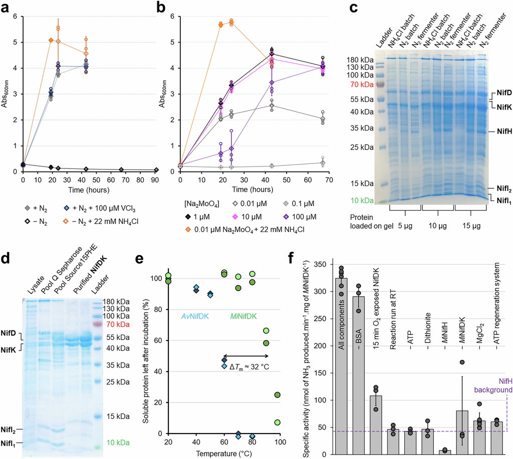 Growth curves, protein gels, a thermostability plot and an activity bar chart for the nitrogenase isolated from Methanocaldococcus infernus.