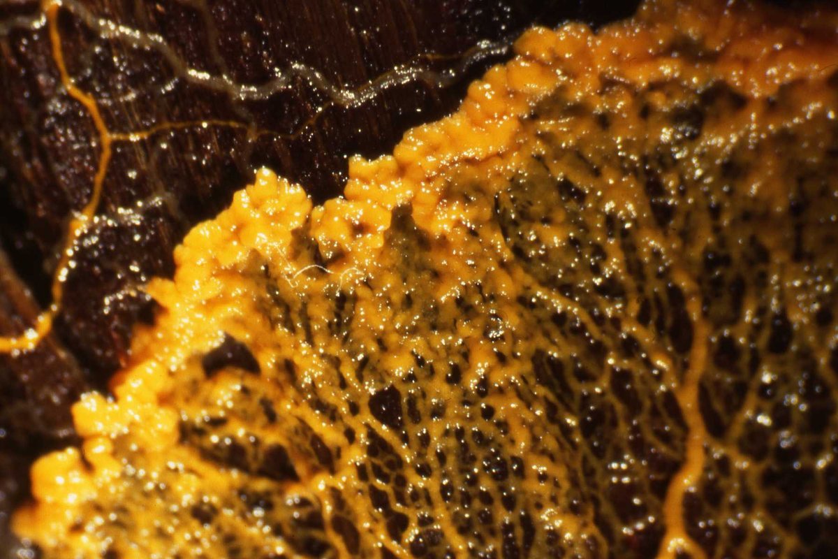 Close-up of an orange Physarum polycephalum plasmodium spreading as a dense mesh of fine tubes over dark decaying wood