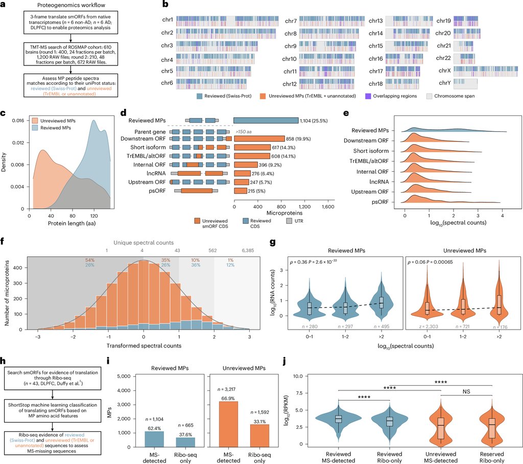 Multipanel scientific figure. Panel b maps microproteins along all 23 human chromosomes as teal, orange and purple marks; other panels show protein length, small open reading frame types and spectral counts.