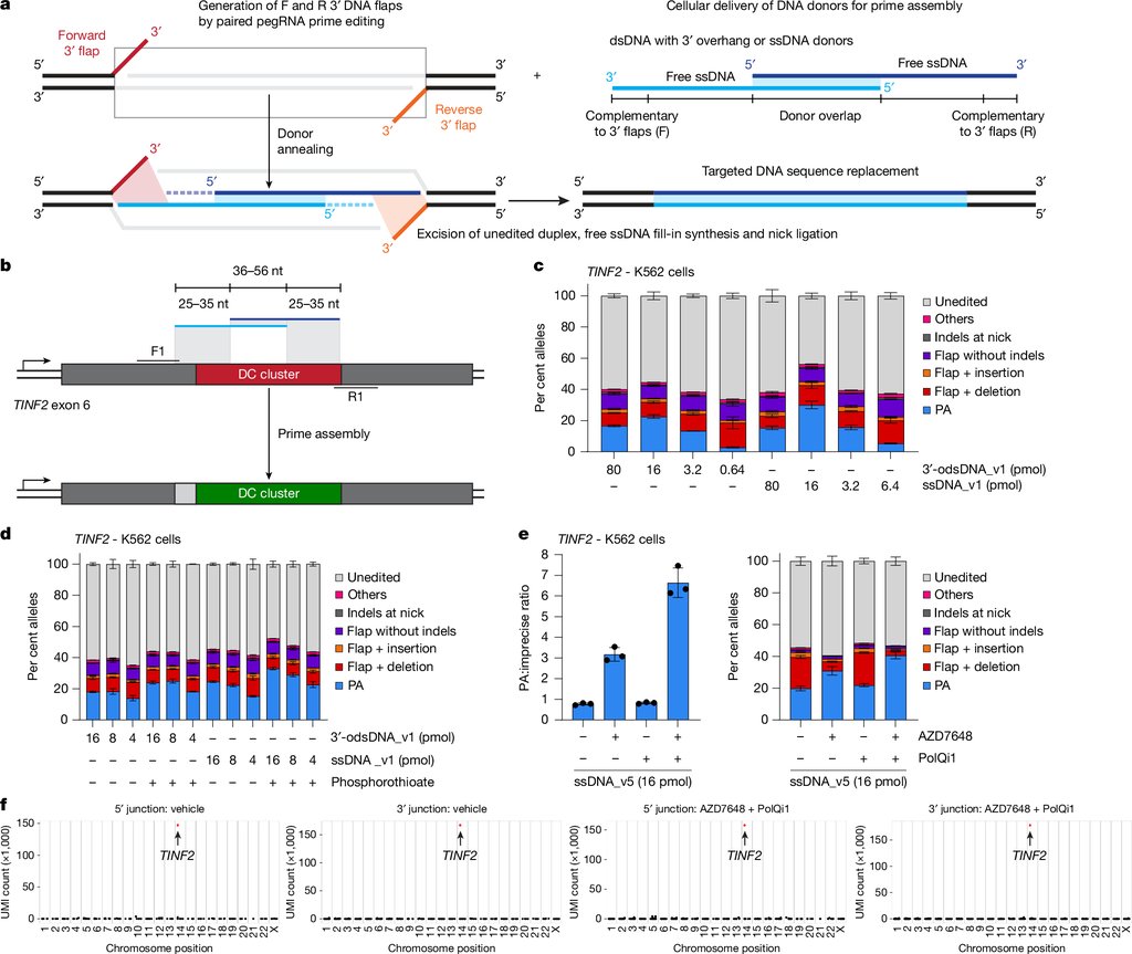 A multi-panel scientific figure. Panel a diagrams prime assembly, showing two DNA flaps written at a target site, a donor DNA strand annealing to them, and the replaced sequence. The remaining panels are bar charts of editing outcomes in K562 cells.