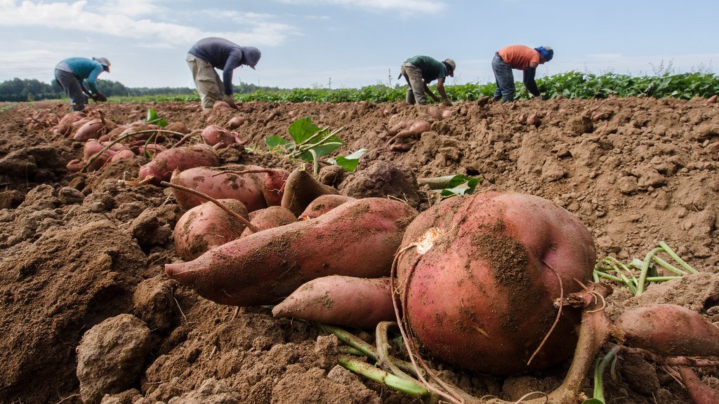 Four workers bend over rows in a sweet potato field, with freshly dug sweet potatoes lying in the soil in the foreground.