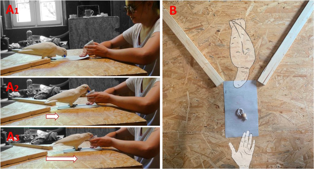 Scientific figure: three photographs of the pre-test, in which a researcher pulls a mat while a cockatoo stands on it, beside an overhead drawing of the corridor, mat and ball.
