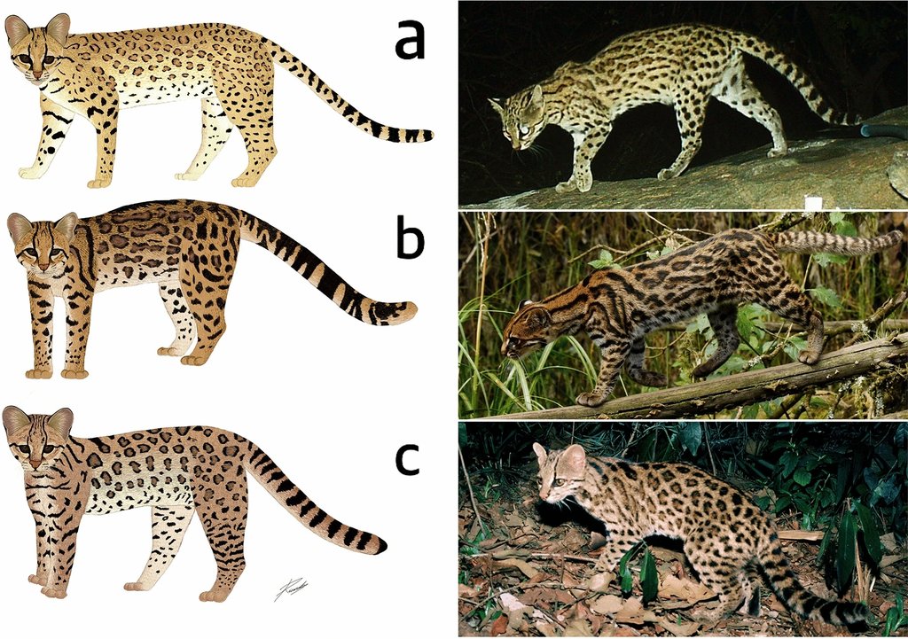 A three-row comparison plate: painted side views of three tiger cat species on the left, matching night photographs of each on the right.