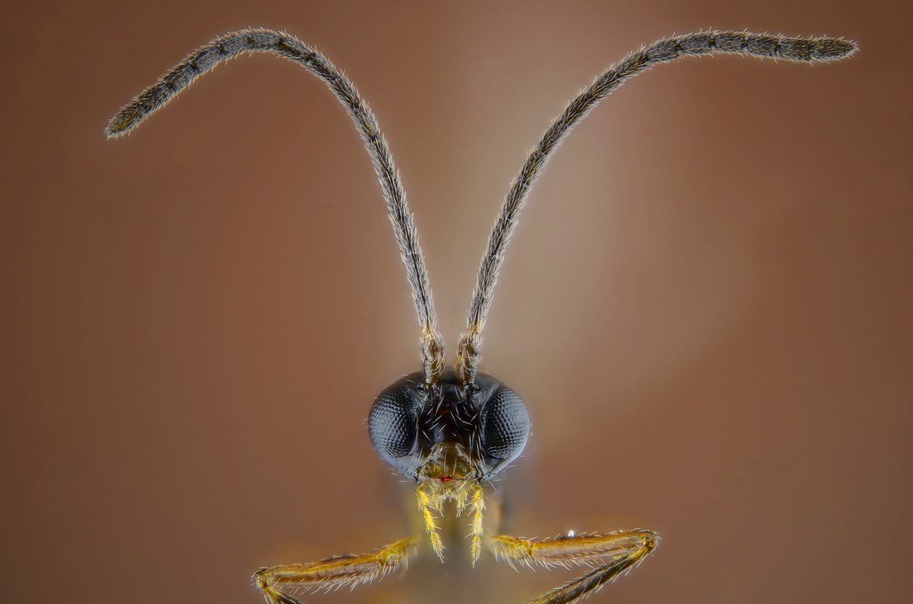 Head-on macro of a parasitoid wasp showing large dark eyes and two long curved antennae.