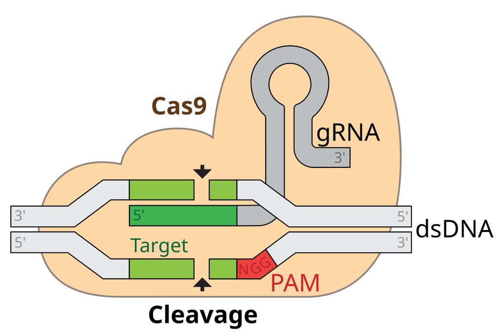 A labeled diagram of the Cas9 protein holding a guide RNA paired with one strand of double-stranded DNA, with the target sequence, the PAM site and the cleavage points marked.