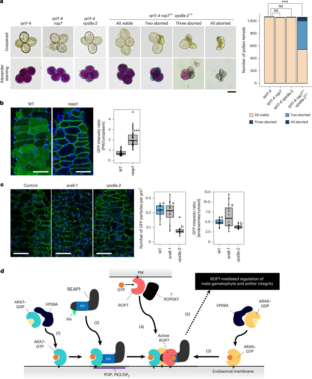 Figure 6 from the paper: microscope panels of four-grain pollen clusters with viability staining, fluorescence images of anther cells, and a diagram of the proposed cascade.