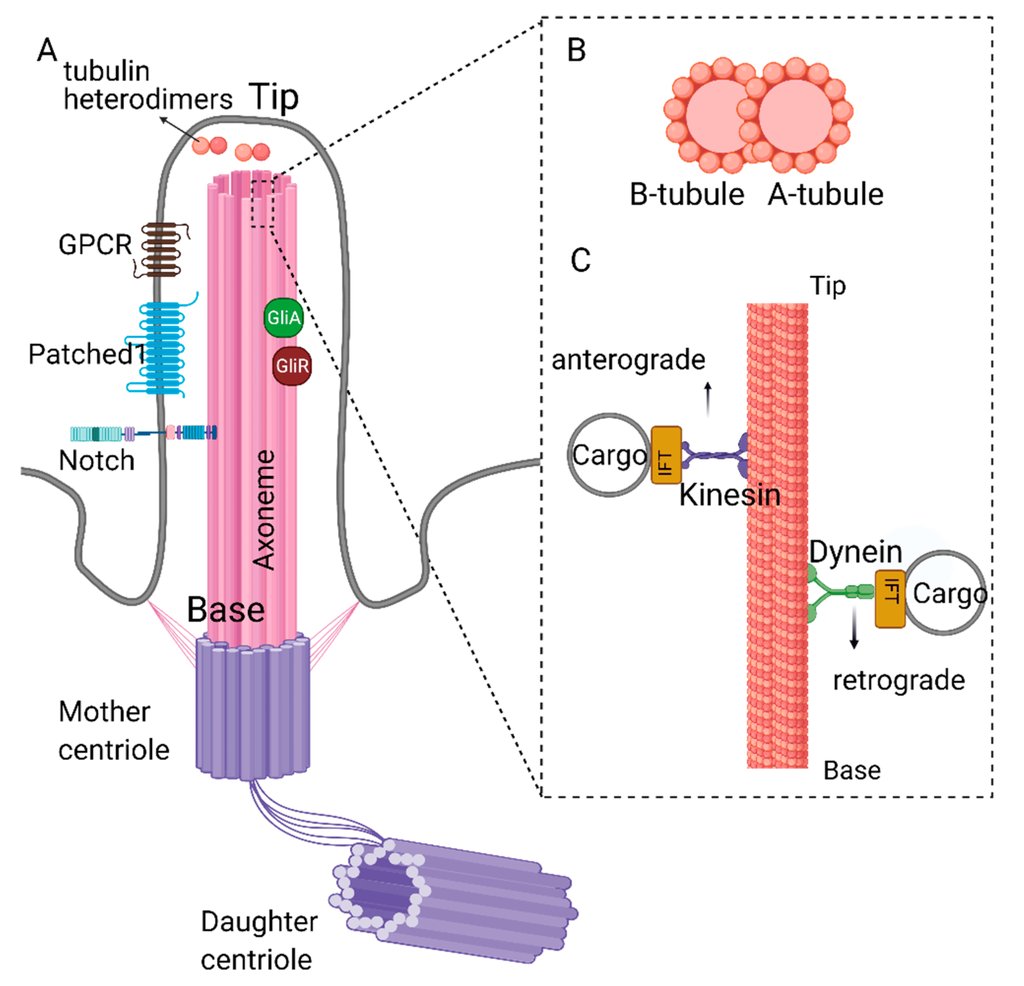 Labeled diagram of a cilium, showing the axoneme rising from a basal body built on the mother centriole, an inset of a microtubule doublet made of an A tubule and a B tubule, and cargo carried up and down the axoneme by kinesin and dynein.