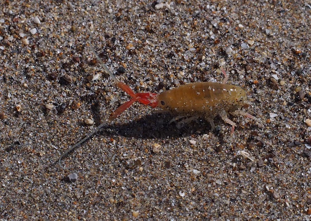 A small tan beach hopper on coarse beach sand beside a dark opening in the sand surface.