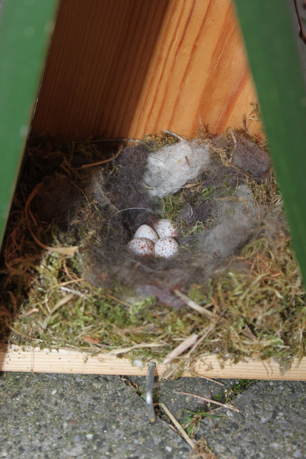 An opened wooden nest box showing a nest of moss and animal hair holding three speckled great tit eggs.