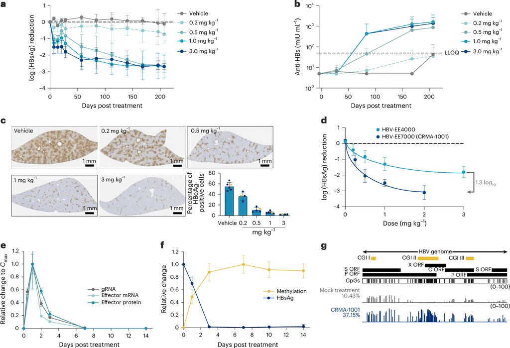Multi-panel research figure with line graphs of viral marker levels in mice, brown-stained liver tissue sections, and a bar plot of methylation across the viral genome.