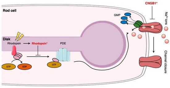 Diagram of a rod cell showing rhodopsin in a disk catching light, the signaling chain through PDE and GMP, and an ion channel closing, with two mutation sites starred in red.