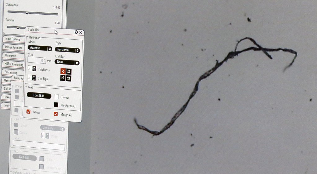 A single thin microplastic fiber on a microscope display, with the imaging software's scale bar panel open beside it.