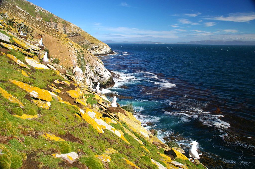 A steep coastal slope of lichen-covered rock and low green vegetation above the sea, with nesting albatrosses scattered across it.