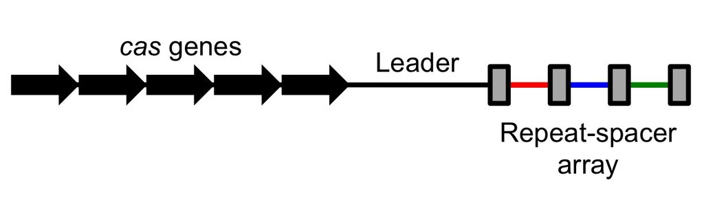 Schematic of a CRISPR locus: five black gene arrows labeled cas genes, a leader sequence, then a row of repeats separated by colored spacers.