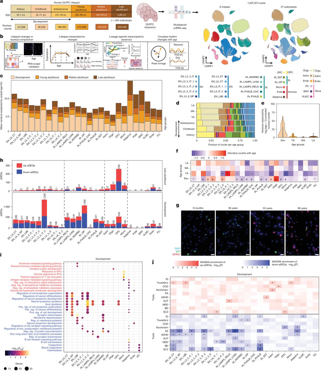 A multi-panel scientific figure showing the study design, a map of cell classes, charts of cell-type proportions across age groups and microscope images of labeled cells in brain tissue.