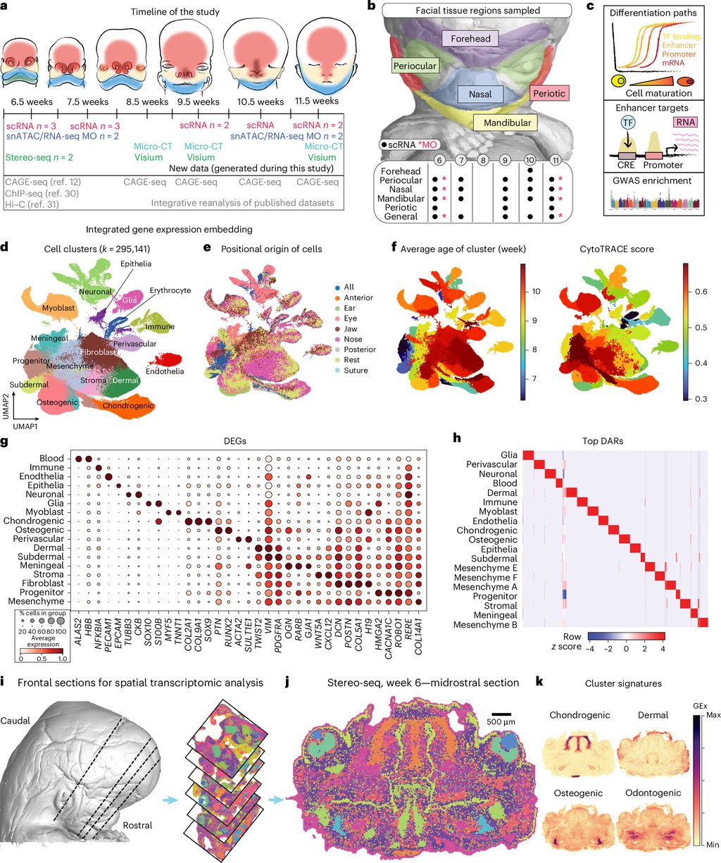 A multipanel scientific figure showing a timeline of human embryo stages from 6.5 to 11.5 weeks, a color coded map of the facial regions sampled, cell cluster plots, and a stained frontal section through the head of a week 6 embryo.