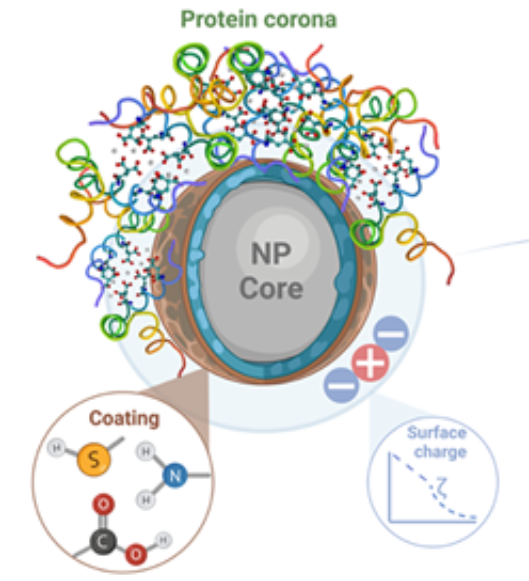 Schematic of a nanoparticle showing its core, surface coating, positive and negative surface charge, and an adsorbed protein corona