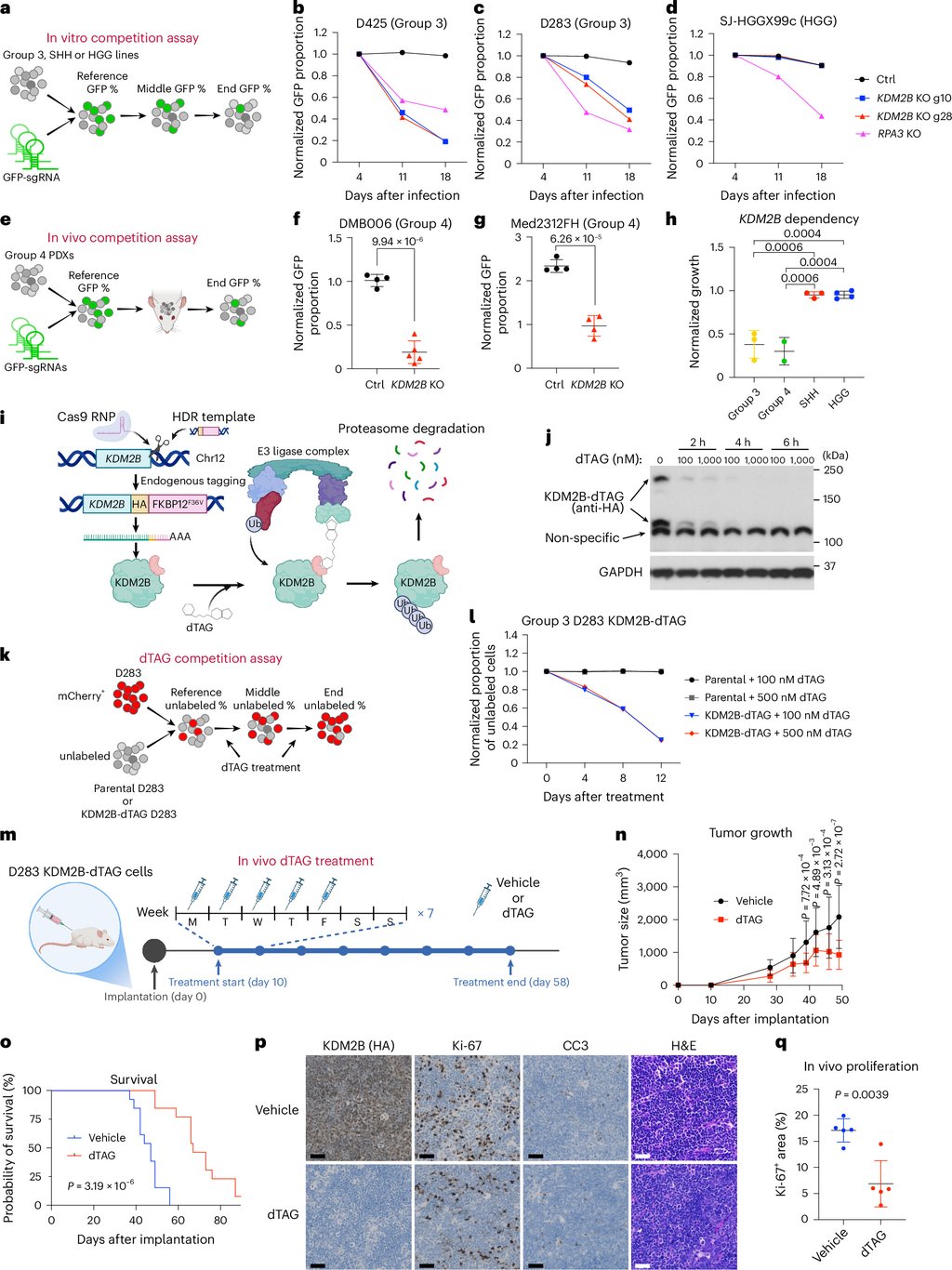 Multi-panel scientific figure with schematics, bar charts and growth curves from experiments testing the effect of removing KDM2B from medulloblastoma cells.