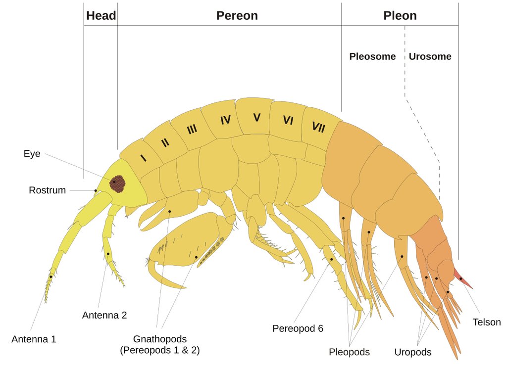 A labeled line diagram of an amphipod seen from the side, naming the head, the antennae, the body segments and the limbs.