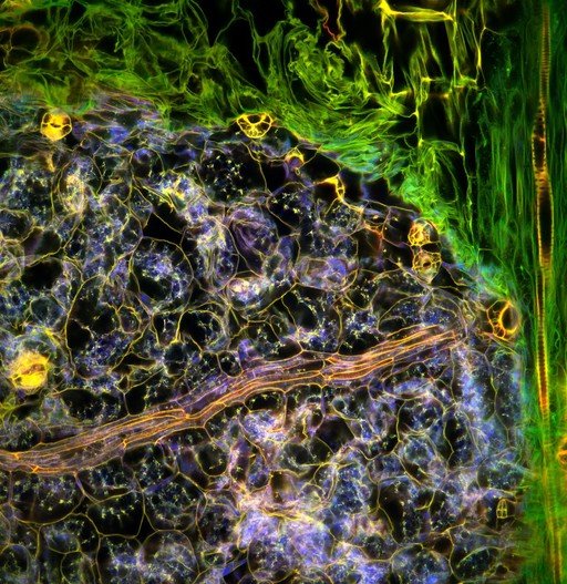 Confocal micrograph of Arabidopsis thaliana tissue, with cell outlines picked out in yellow and blue beside a band of green fibers.