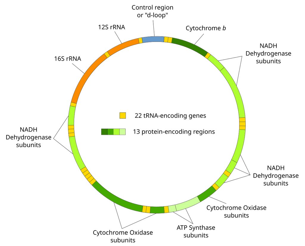 Labeled map of the circular mitochondrial genome, showing its 37 genes and the two strands they sit on.