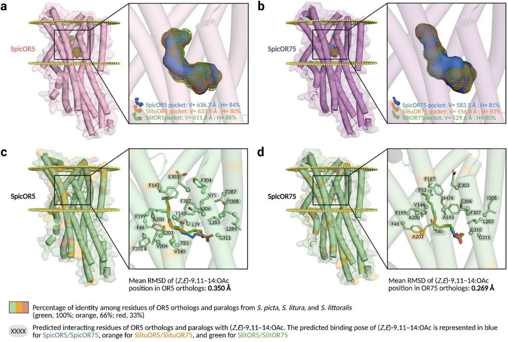 Four panels showing modeled protein structures of two moth odor receptors, each with a colored volume marking the predicted binding pocket and close-ups of the surrounding amino acids.