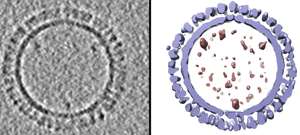 Two panels side by side: a grainy grayscale tomographic slice through a spherical particle, and a purple three-dimensional model of the same particle with knobs covering its surface.