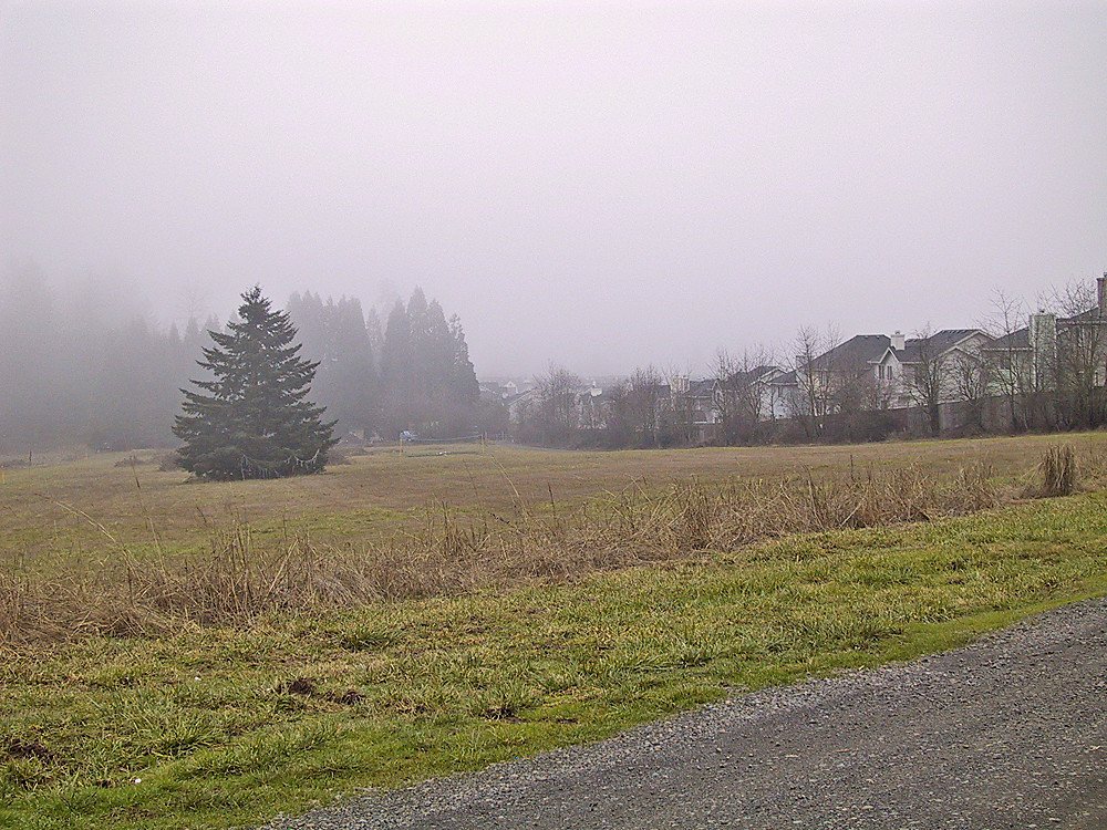An open grassy field ends at a row of houses on the edge of Portland, Oregon, with conifers and mist behind them.