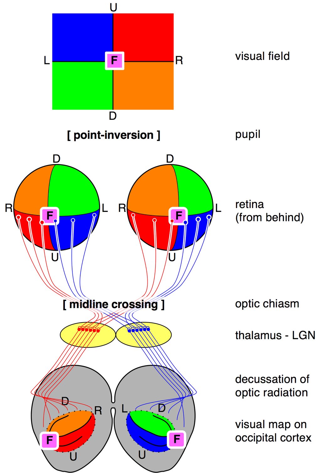 A diagram tracing colored quadrants of the visual field through the pupil, the two retinas, the optic chiasm and the thalamus to a map on the occipital cortex.