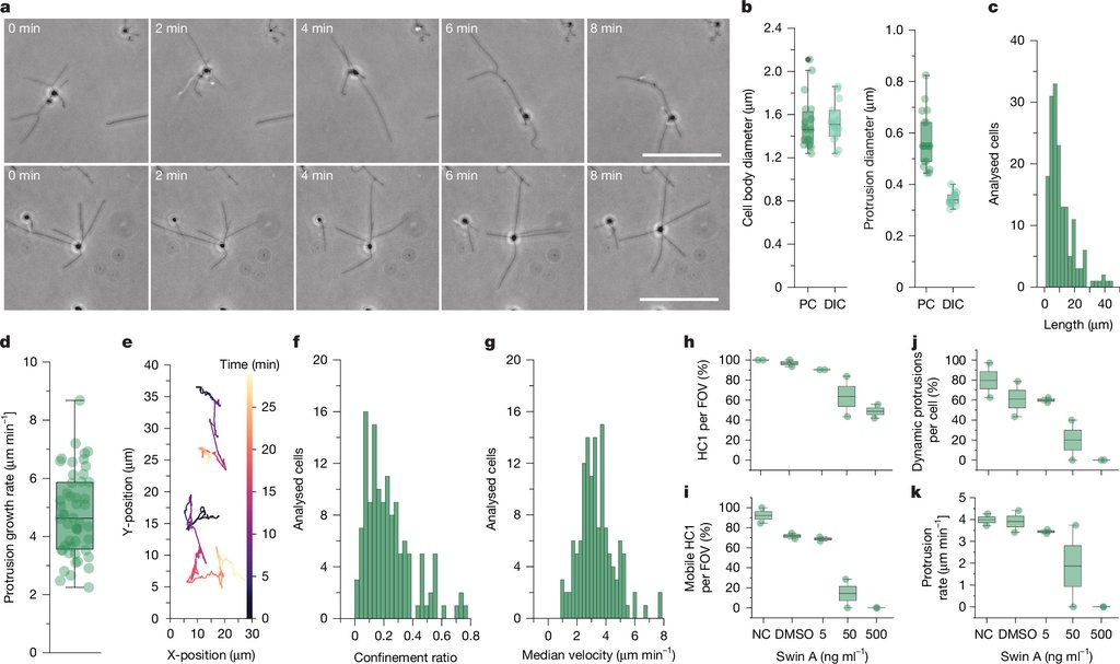 Two rows of time-lapse microscope frames of archaeal cells moving over glass, with box plots and charts of cell size, speed and response to a drug below.