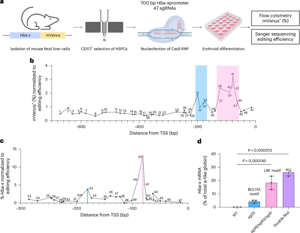 Multi-panel research figure: a map of the gene promoter above bar charts marking two short regions where editing raises gene output.