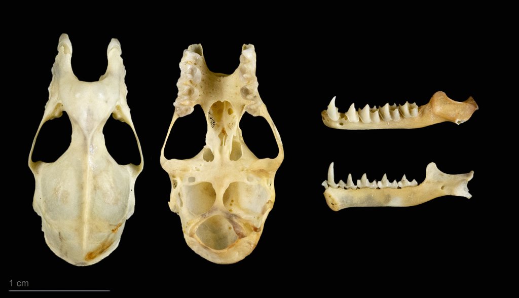 Two views of a bat skull and two lower jaws with pointed teeth, arranged on a black background beside a one centimeter scale bar.