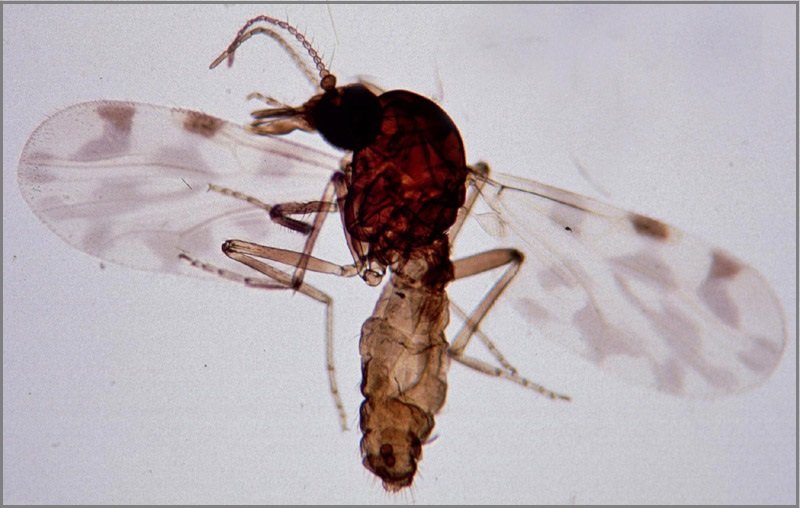 Microscope photograph of a biting midge with patterned wings spread to each side.