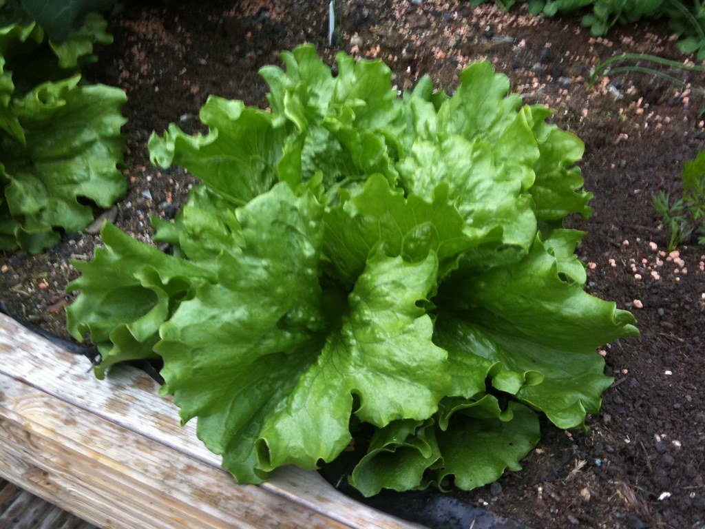 A single head of iceberg lettuce growing in dark soil, its outer leaves spread open.