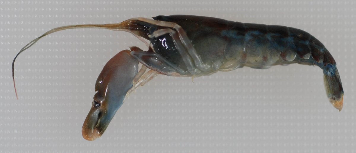 A small snapping shrimp lying on a pale background, its enlarged claw extended forward.