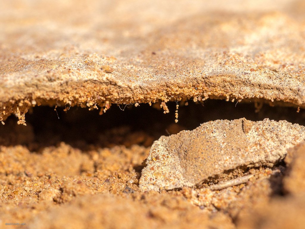 A macro view of a thin sandy crust lifted above dry soil, with fine filaments hanging underneath.