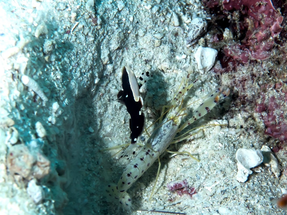 A pale striped shrimp and a small black and white goby on coarse sand outside a burrow.