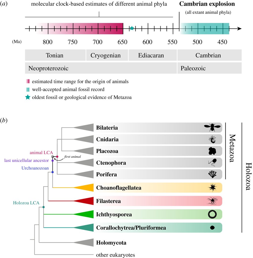 A geological time line from 850 to 440 million years ago, with a pink band for molecular clock estimates of the origin of animals and a teal band for the accepted animal fossil record, above a branching tree of animal groups and their single celled relatives.