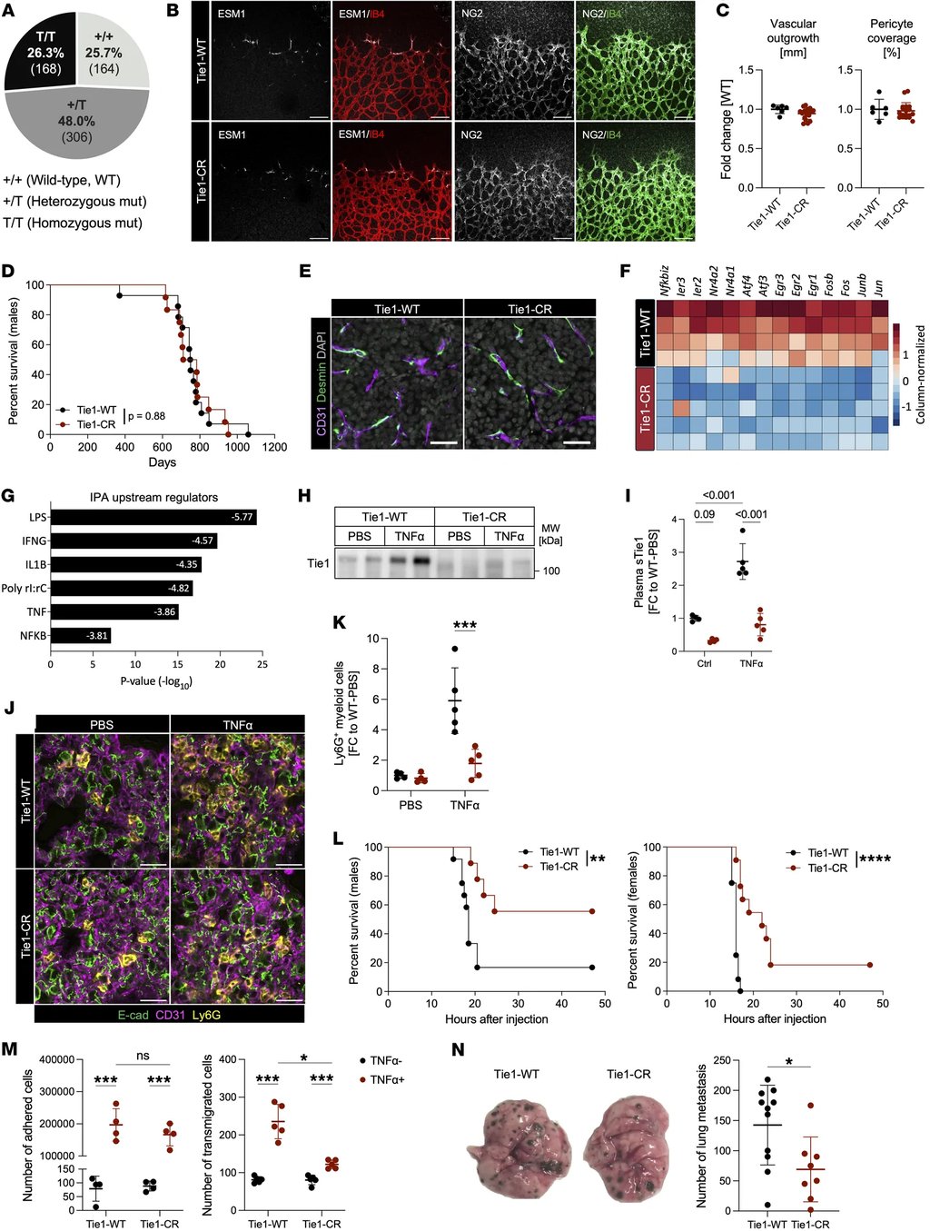 Multi-panel scientific figure with micrographs, survival curves, bar charts and a gene expression heatmap comparing two mouse lines.