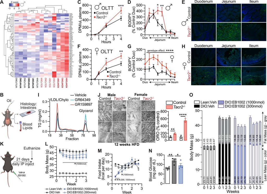 Multi panel scientific figure with line graphs, bar charts, a heat map and stained intestinal tissue sections.