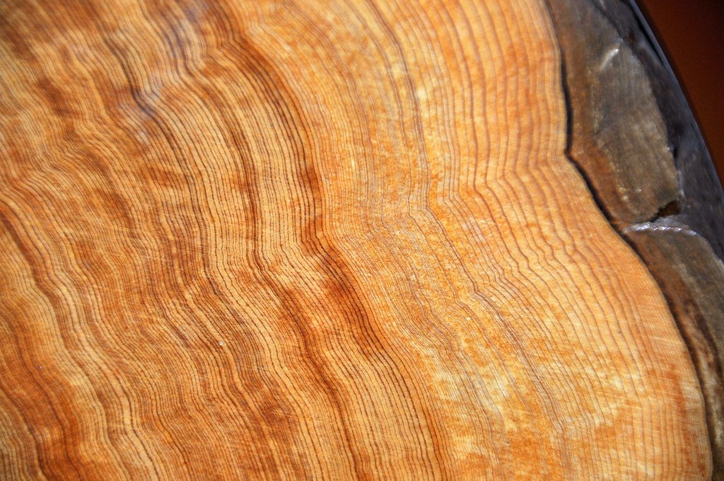 Close-up of a polished trunk cross-section showing dozens of fine concentric annual growth rings in orange and brown.