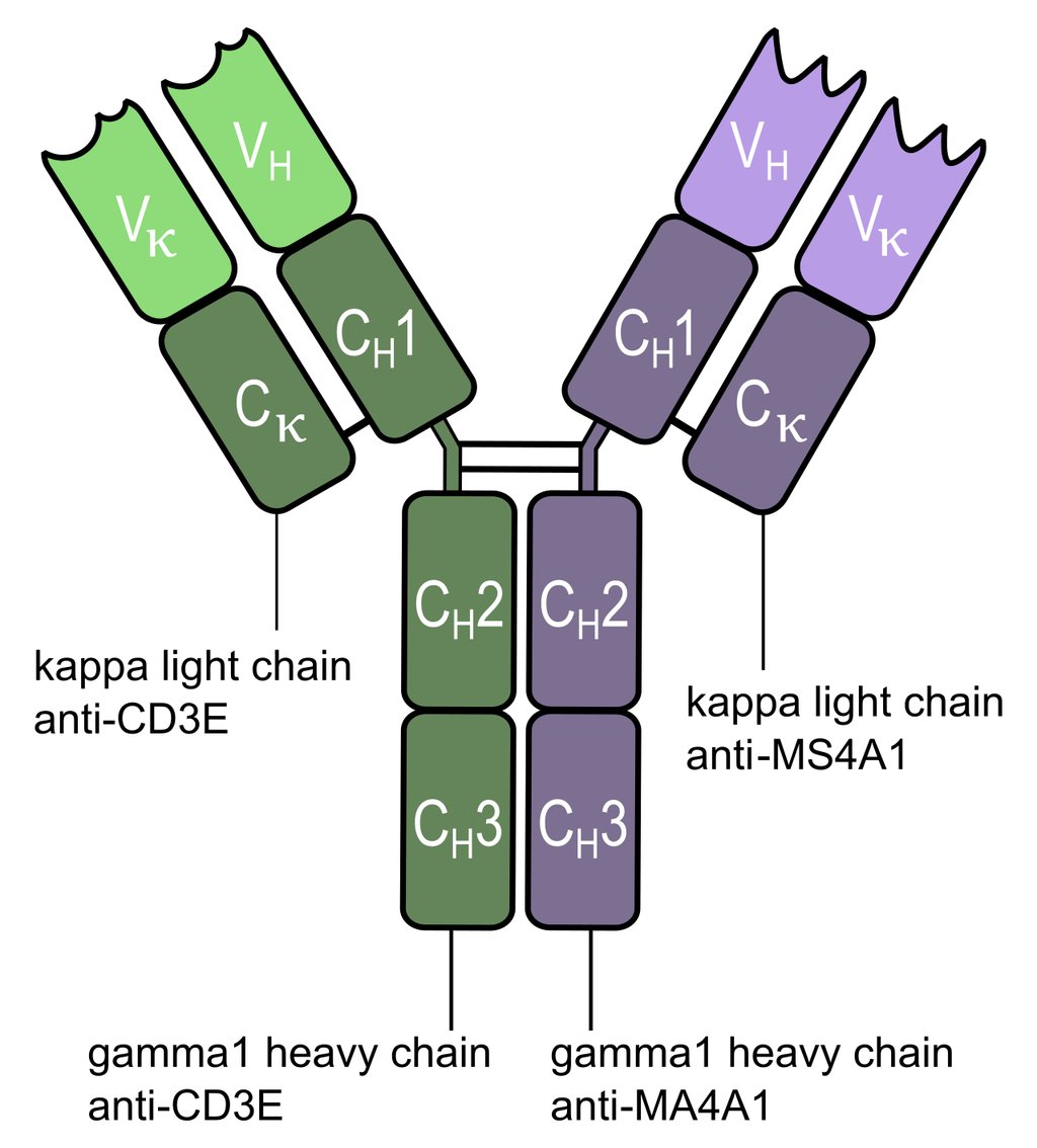Diagram of a Y-shaped antibody whose two halves are colored differently, each half labeled with a different target.