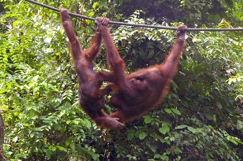 Two young orangutans hang upside down from a rope in a forest clearing, gripping each other with their feet and arms as they tussle.
