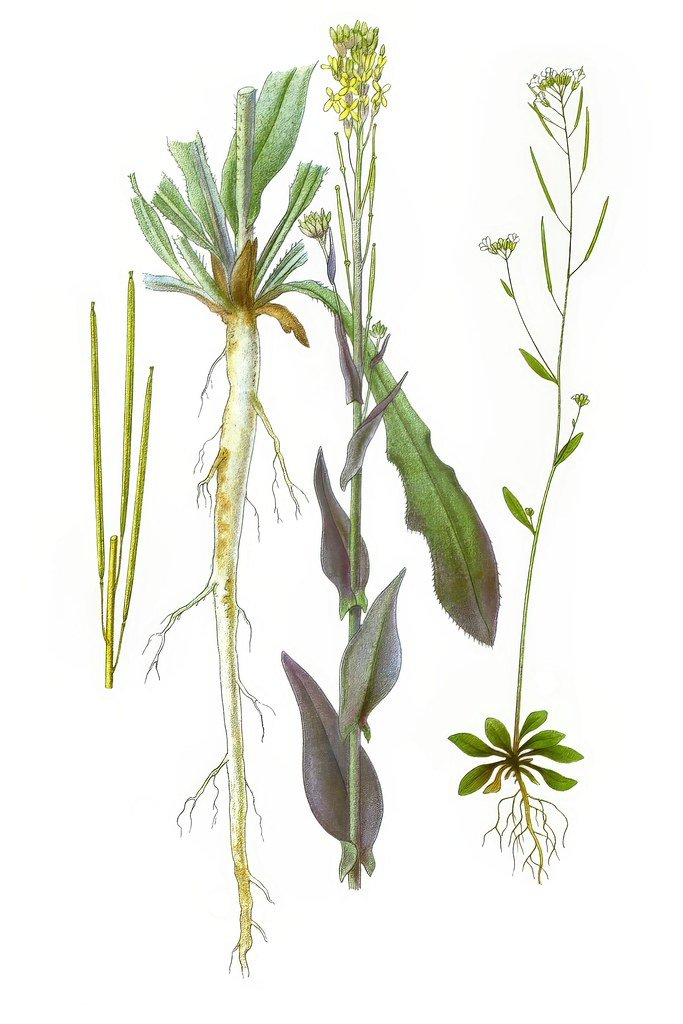 Botanical plate showing tower mustard and thale cress with their roots, leaves, stems, flowers and seed pods.